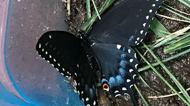 26551878_1786612671358435_742449012_n