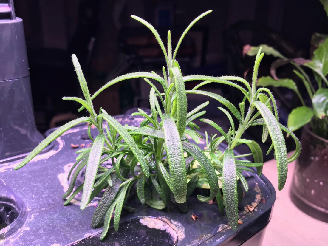 28124516_1828155887204113_1670705479_o